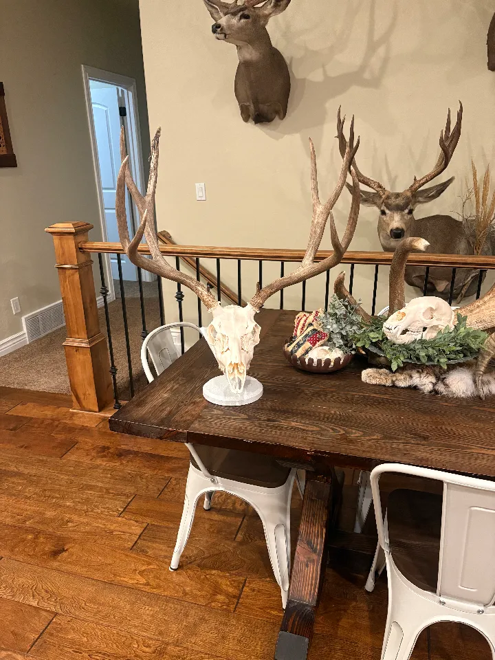 Euro Mount Skull Stand STL | Adjustable 12mm Dowel Digital File | Deer & Bear Display