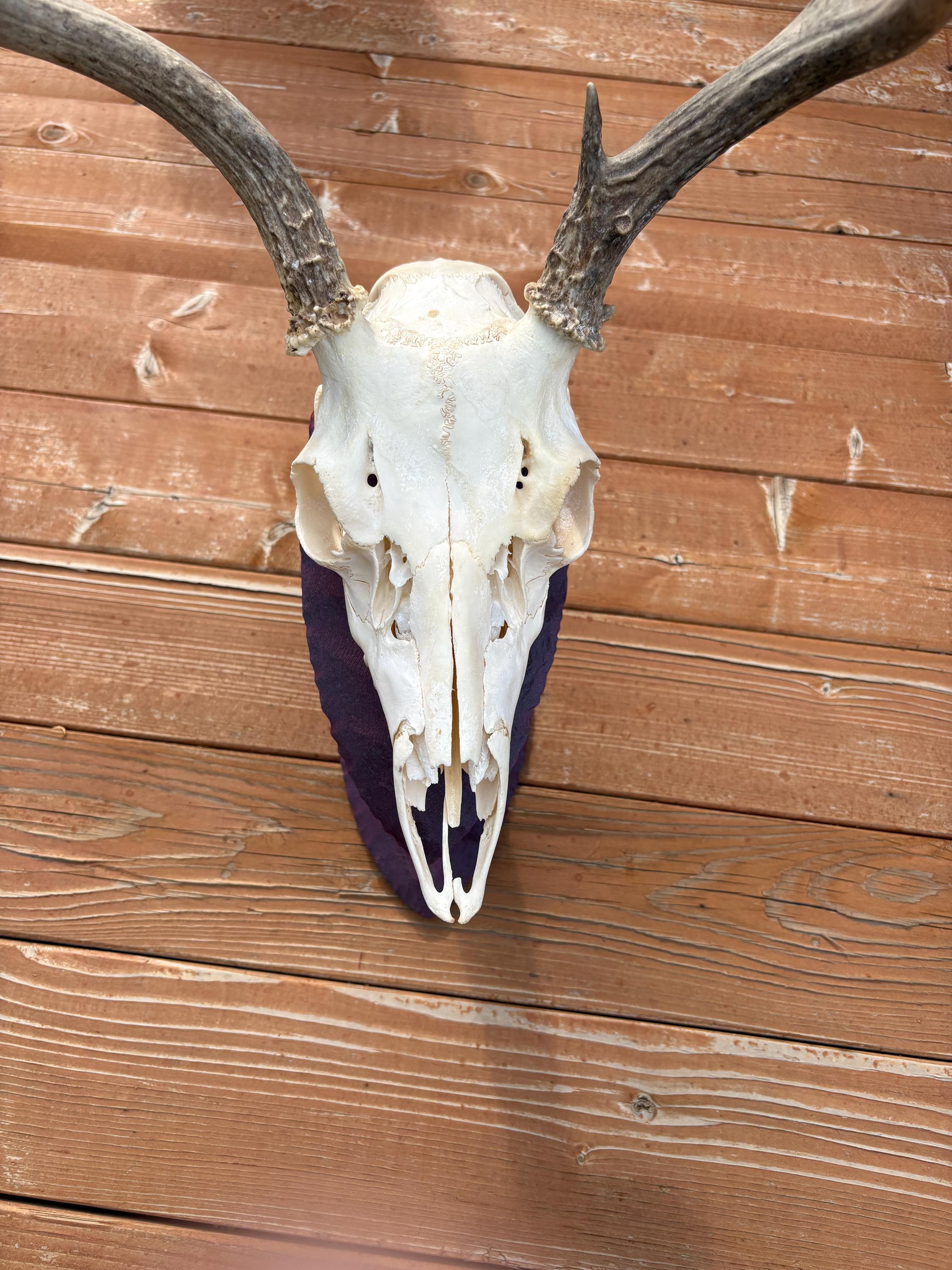 Euro Mount Skull Stand for Deer, Bear & Antelope, Adjustable European Skull Display, Arrowhead Style Trophy Stand photo 8
